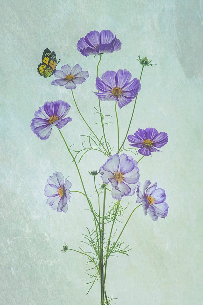 Mariposa Cosmos púrpura de Lydia Jacobs