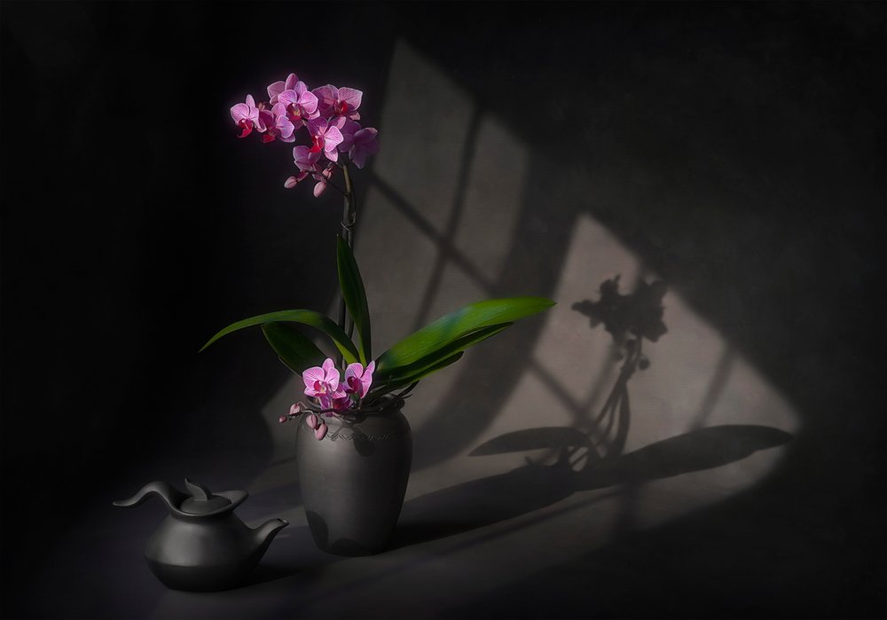 La elegancia de la orquídea en la sombra de Lydia Jacobs