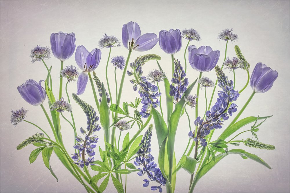 Flores de color morado suave de Lydia Jacobs