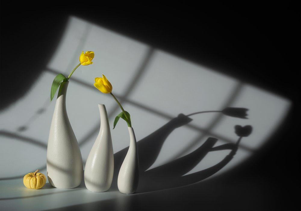 Tulipanes bañados por el sol y sombras de Lydia Jacobs