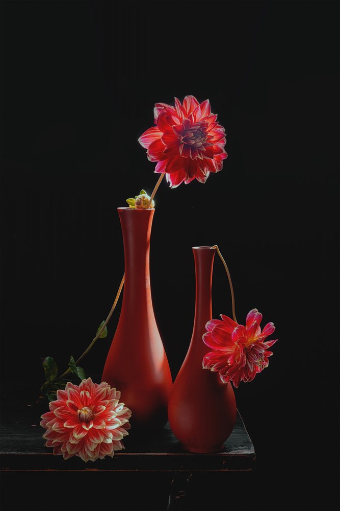 Naturaleza muerta con dalias de colores vivos de Lydia Jacobs