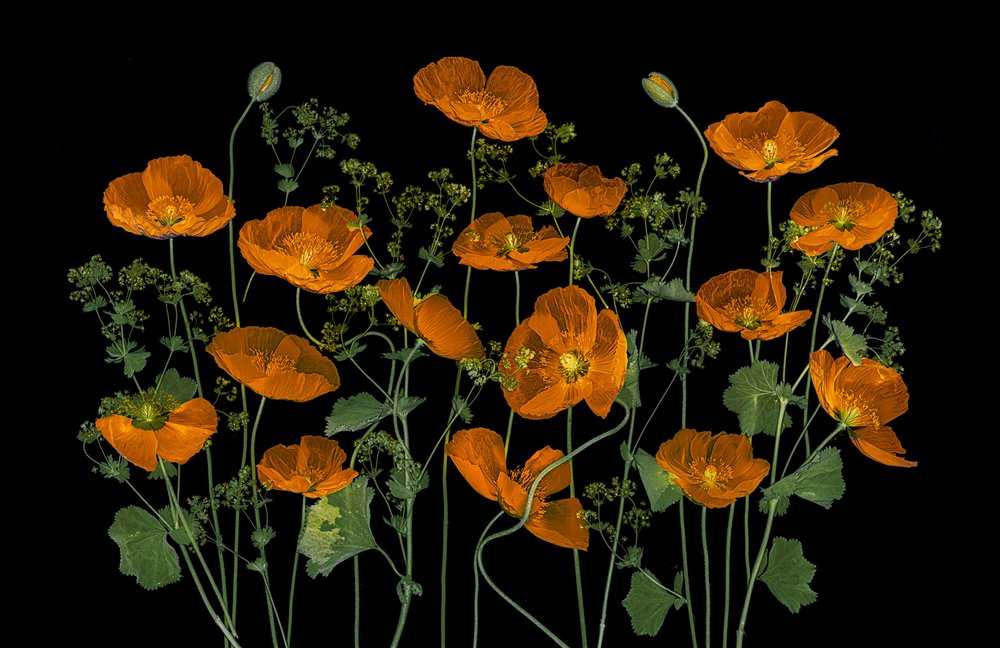 Amapolas de un naranja intenso de Lydia Jacobs