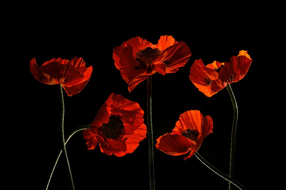 Amapolas de un rojo intenso de Lydia Jacobs