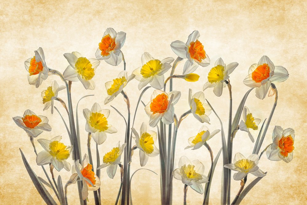 Narcisos primaverales llenos de colorido de Lydia Jacobs