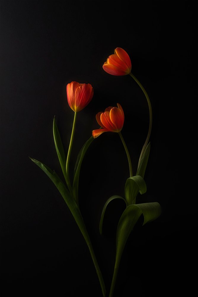Tulipanes de colores vivos sobre fondo oscuro de Lydia Jacobs