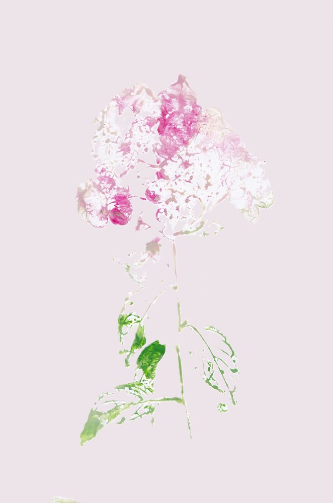 Resumen: Flor rosa de Maira Ribena