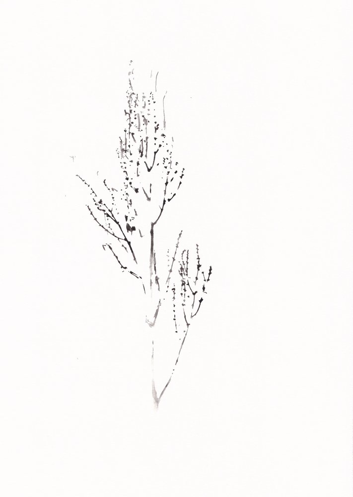 Dibujo botánico delicado de Maira Ribena