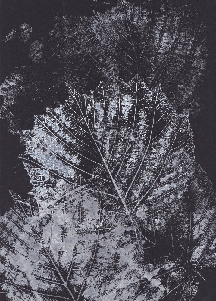 Estudio monocromo de una hoja de Maira Ribena