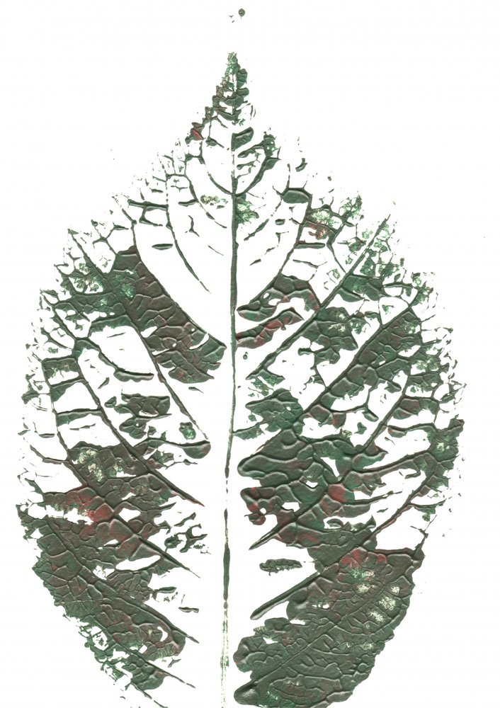 Hoja verde con textura de Maira Ribena