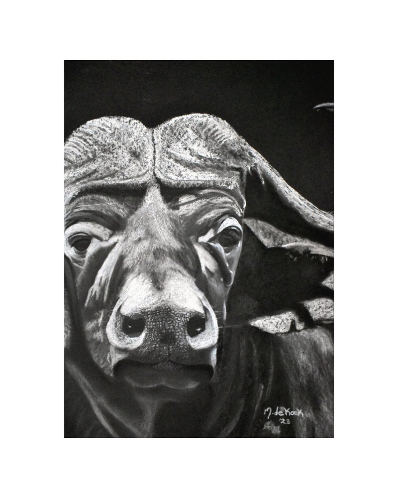Búfalo de Marchelle de Kock