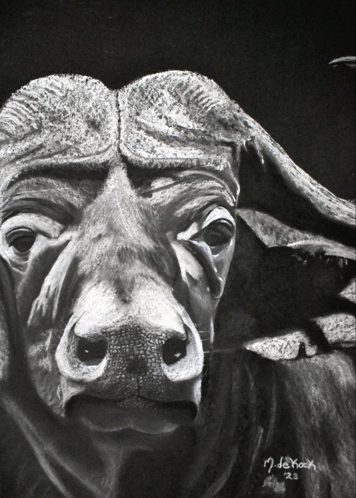 Búfalo de Marchelle de Kock