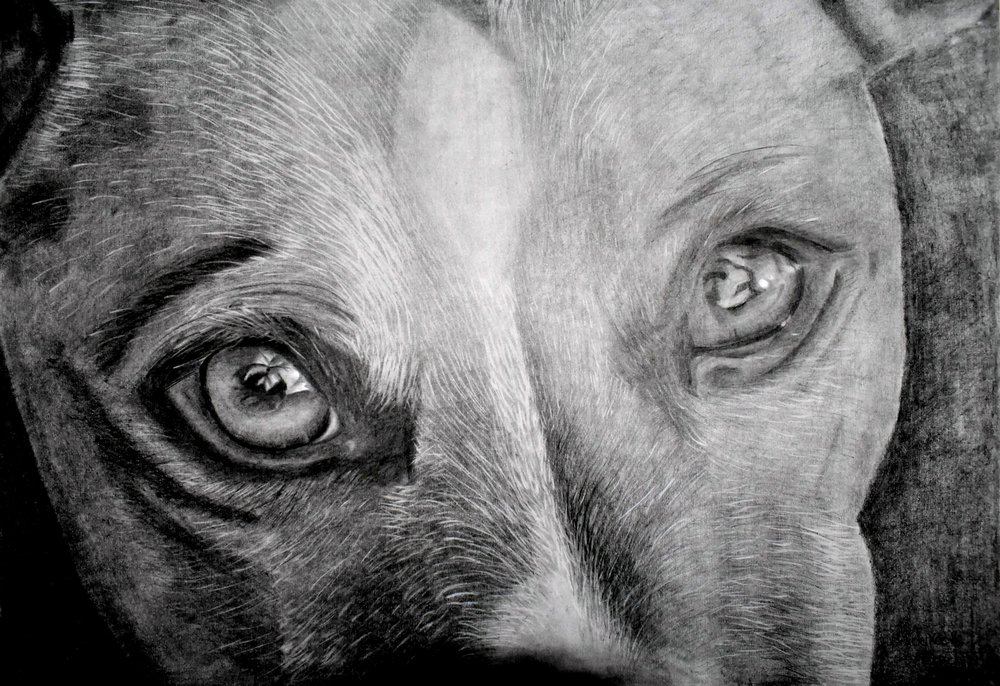 La mirada conmovedora de un perro de Marchelle de Kock