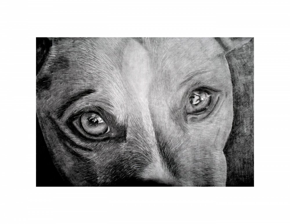 Ojos de perro llenos de emoción de Marchelle de Kock