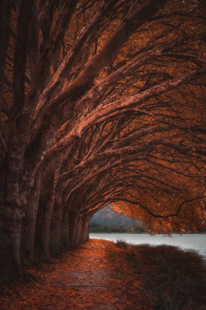 Túnel de árboles otoñales de Marcus Hennen