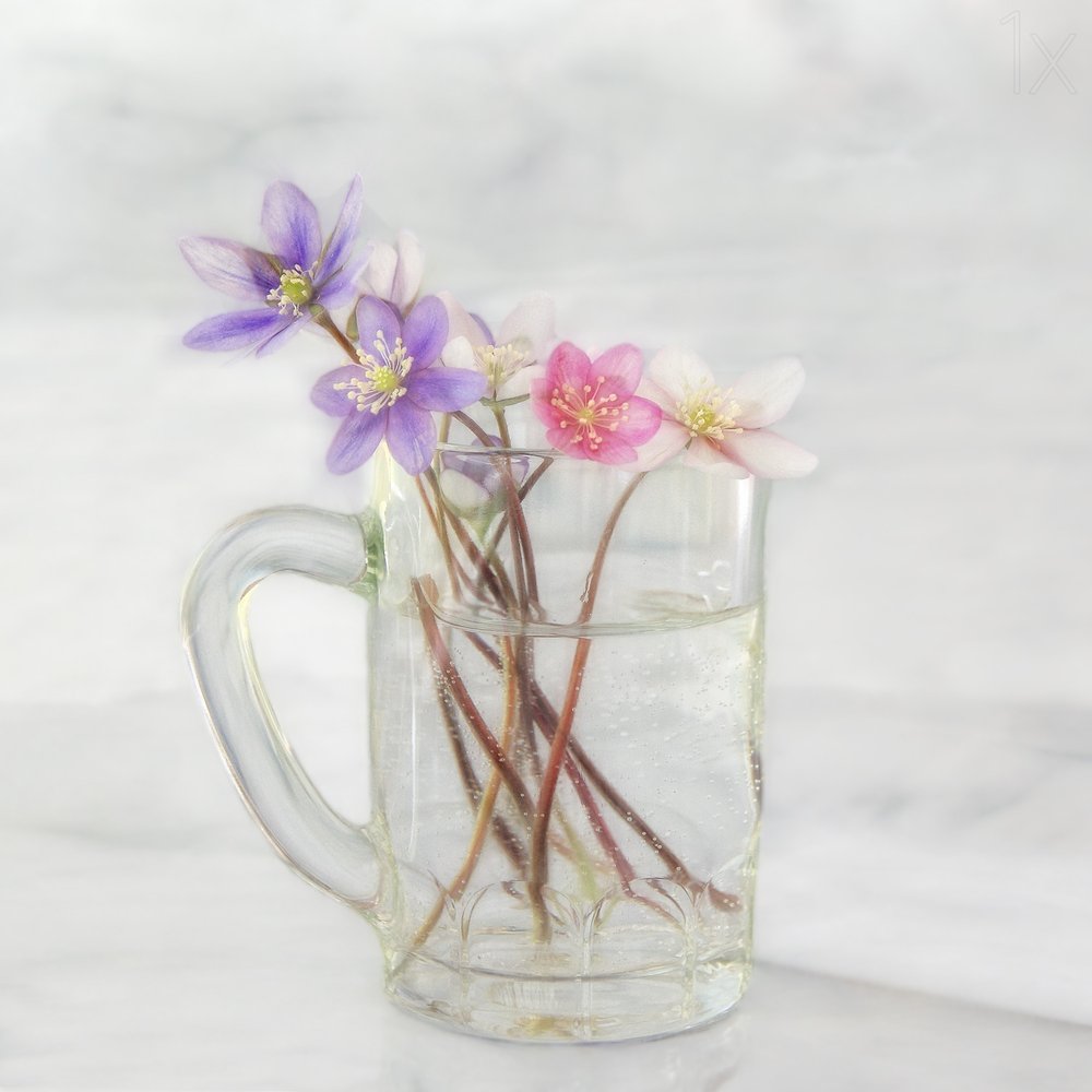 Delicadas flores de primavera de Marie-anne Stas