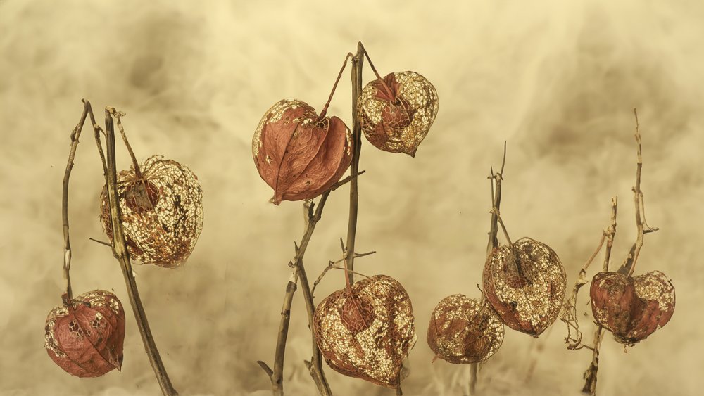 Farolillos de otoño secos de Marie-anne Stas