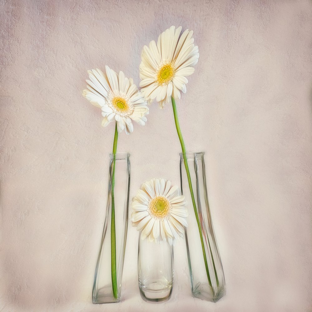 Gerberas blancas elegantes de Marie-anne Stas