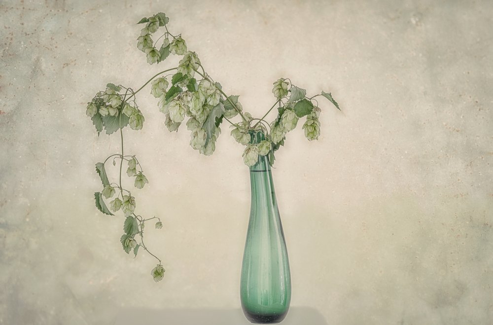 Naturaleza muerta con lúpulo verde de Marie-anne Stas
