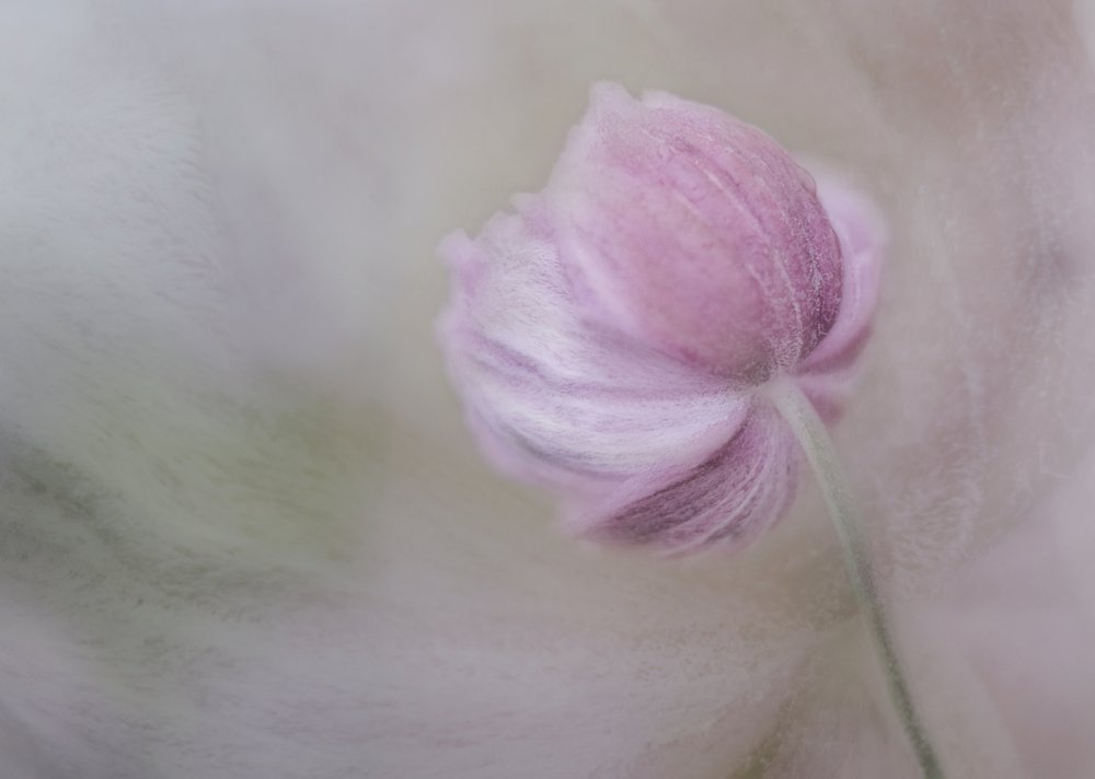 Flor rosa pálido de Marie-anne Stas