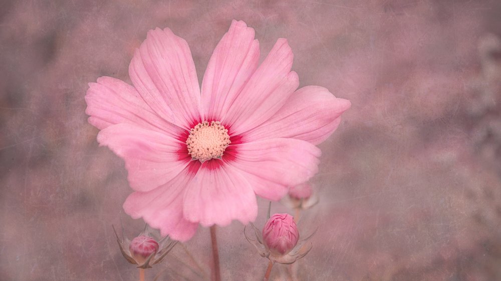 Cosmos rosa pálido de Marie-anne Stas