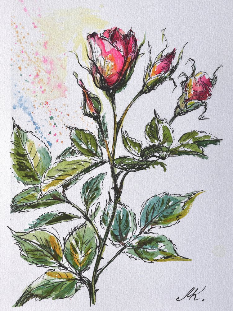 Capullos de rosa rosados - Boceto botánico a tinta y acuarela de Marina Kozyr