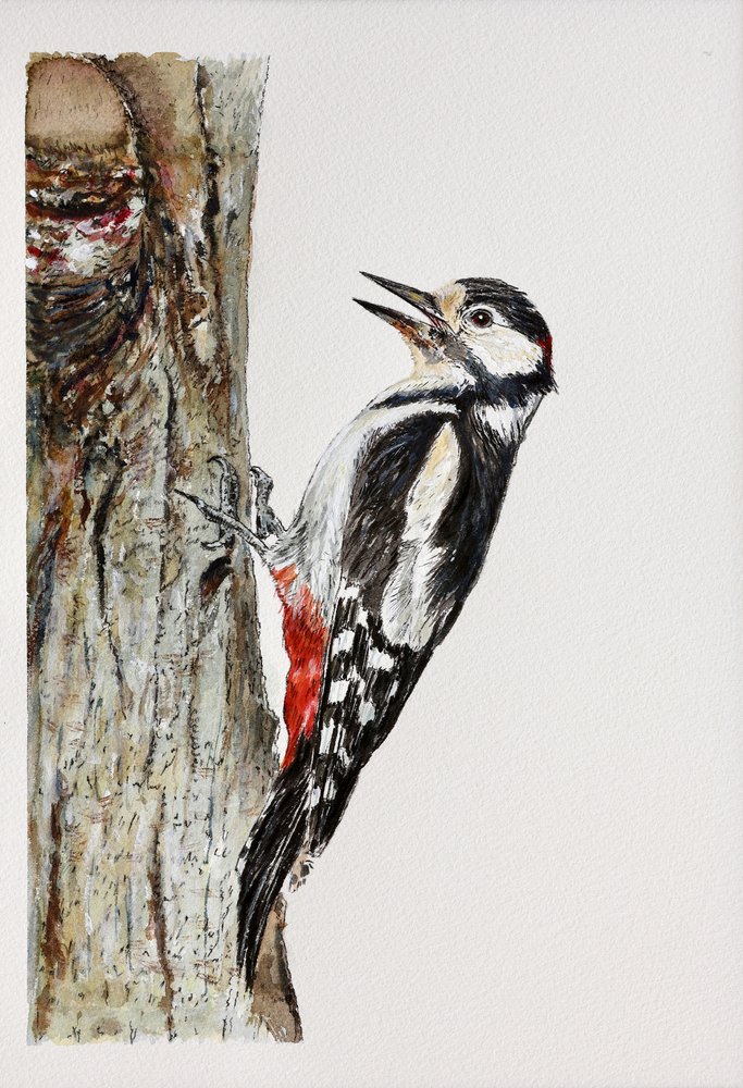 Pájaro carpintero moteado posado de Marina Kozyr
