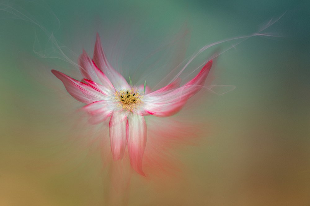 Flor rosa etérea de Molly Fu APA