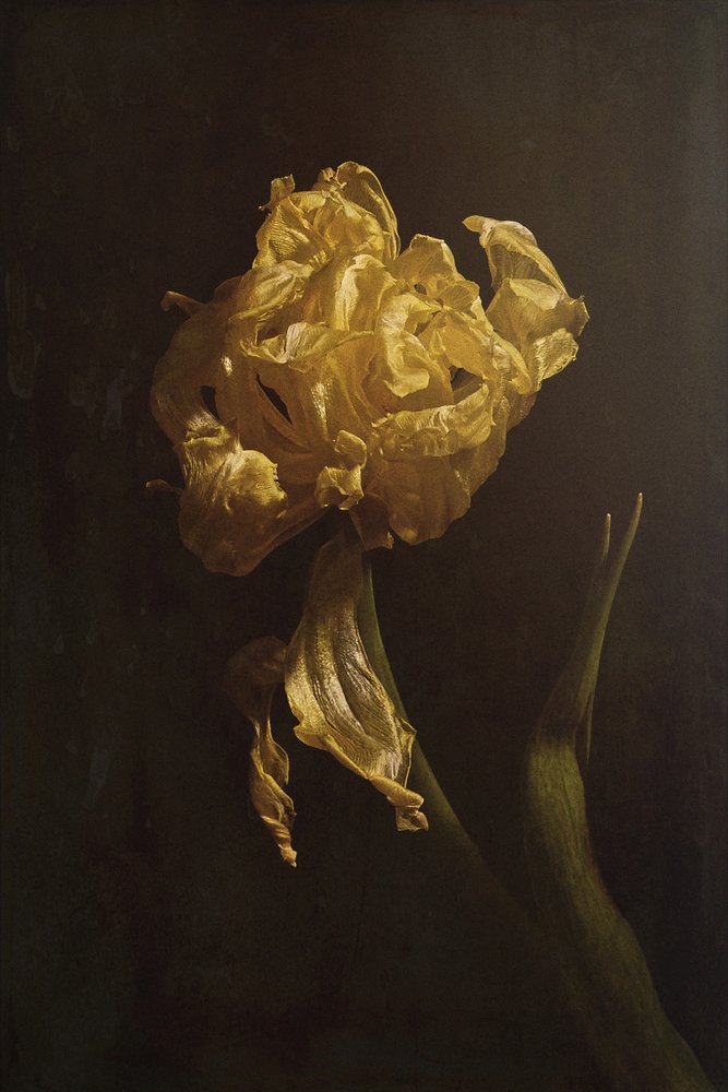 El declive de Golden Tulip de Naoya Nakagawa