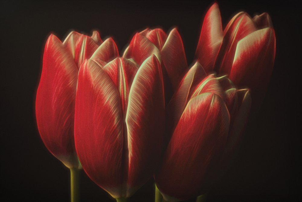 Tulipanes rojos melancólicos de Naoya Nakagawa