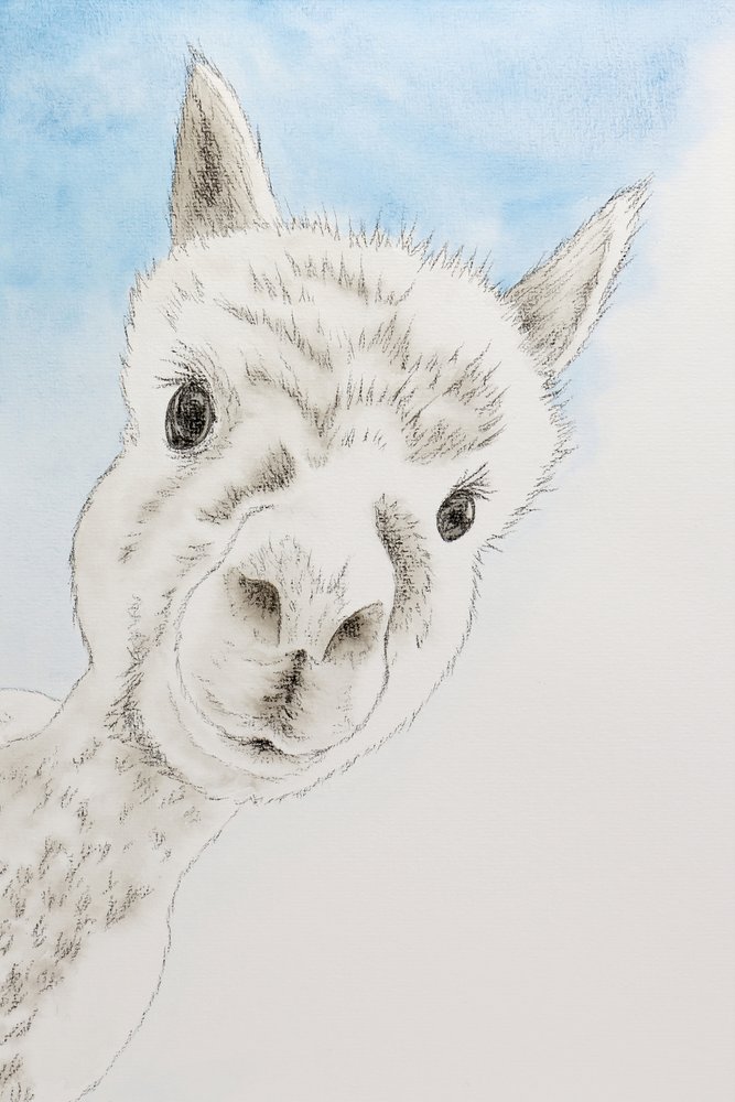 Retrato de una alpaca curiosa de Natalie Bruns