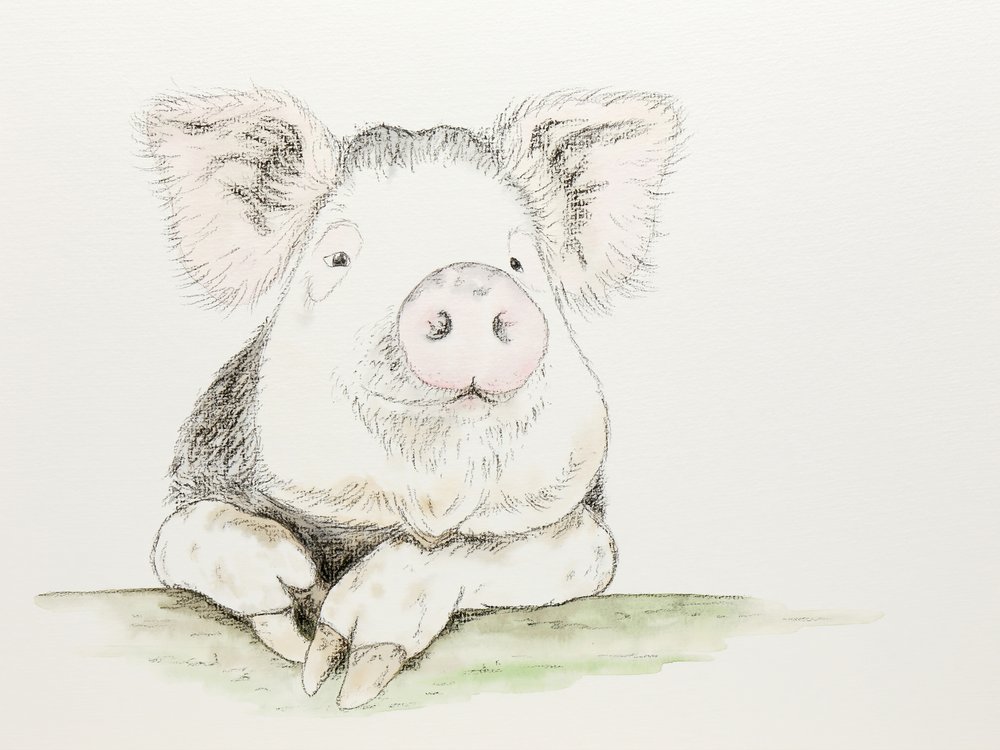 Un cerdito muy mono pintado en acuarela de Natalie Bruns