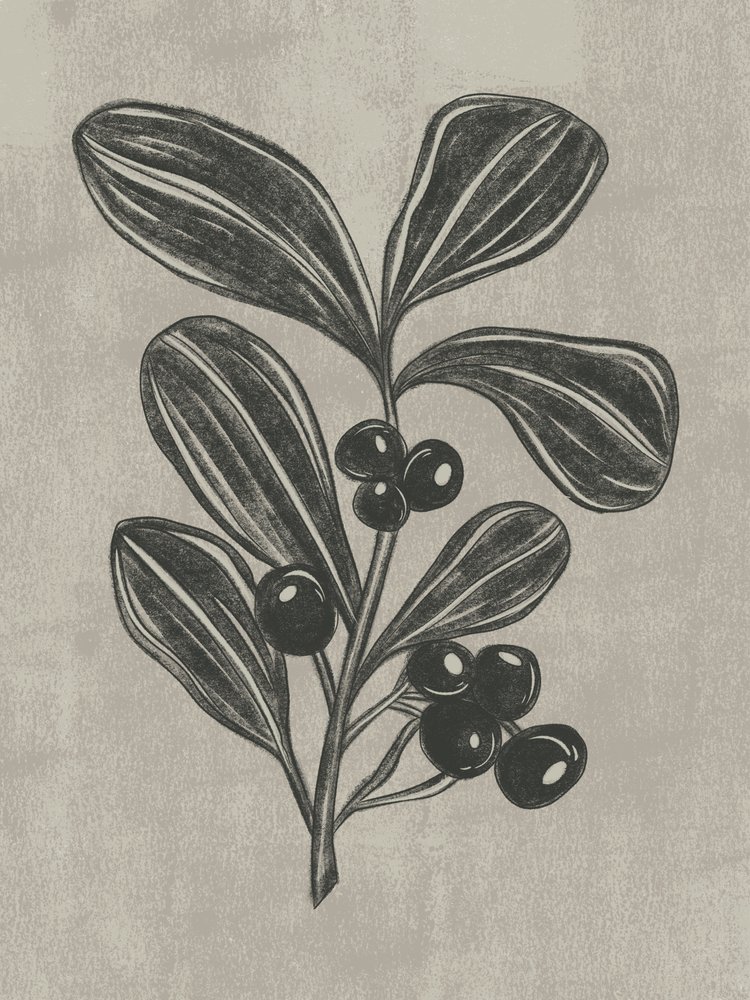 Boceto botánico de una baya de Nikita Jariwala