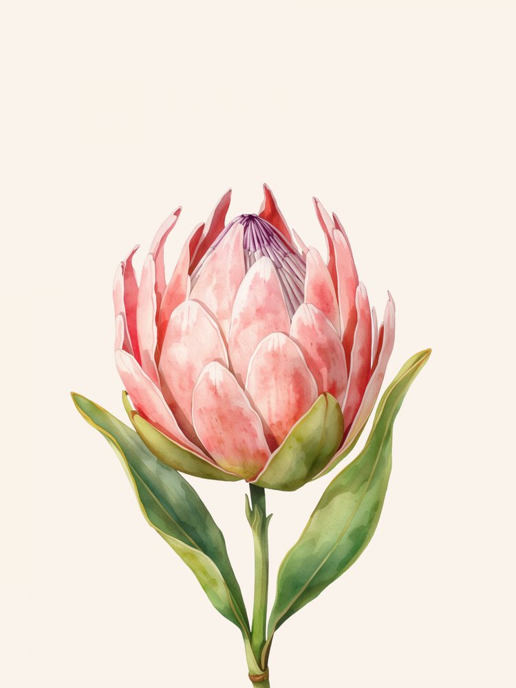 Flor de protea rosa de Ohkimiko