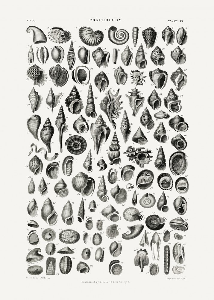 Sealife III de Oliver Goldsmith
