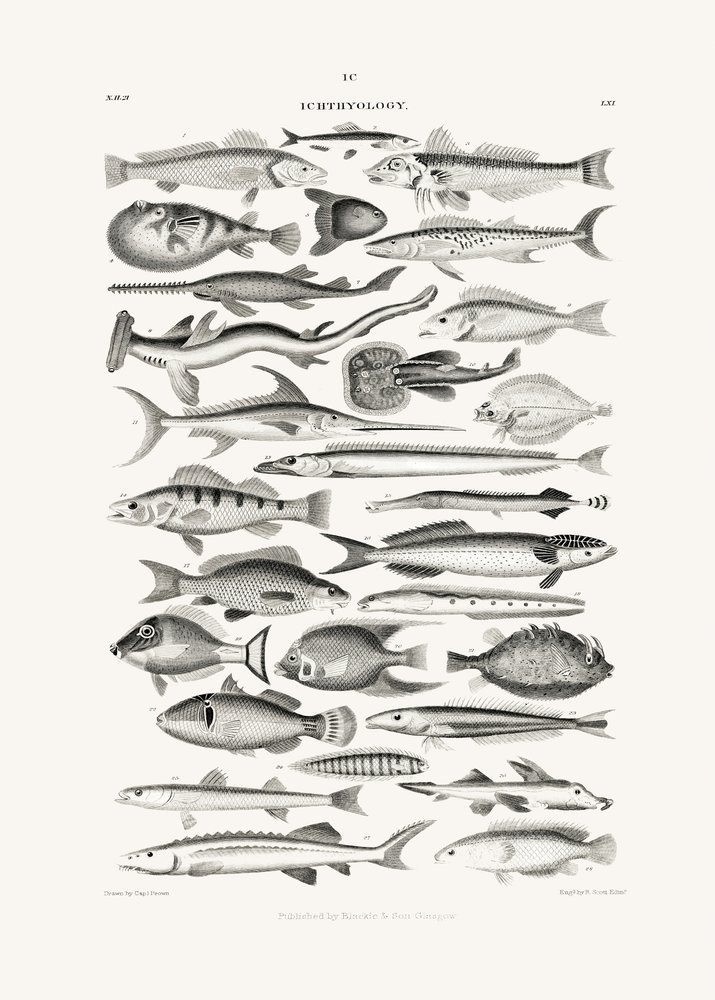 Sealife I de Oliver Goldsmith