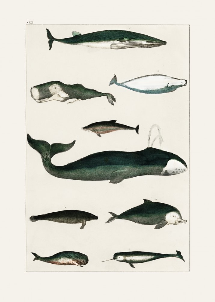 Cartel vintage de una ballena de Oliver Goldsmith