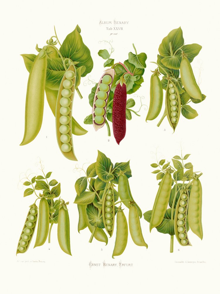 Guisantes del álbum de Ernst Benary (1876-1886) de PictufyErnst Benary