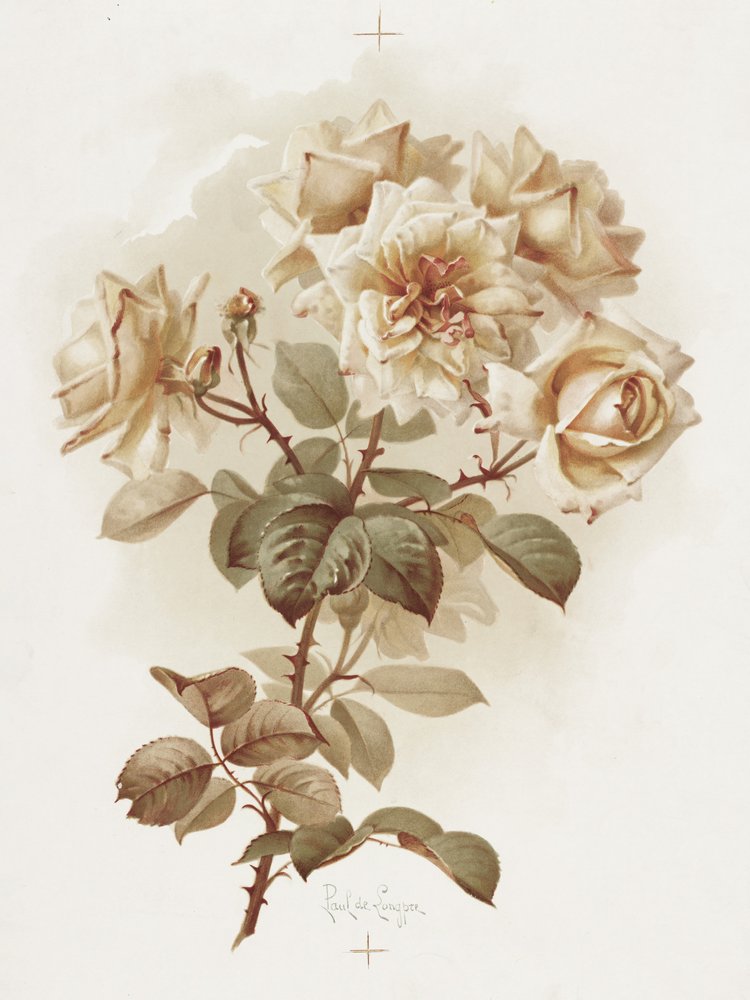 Rosas amarillas; Rosas Reve D