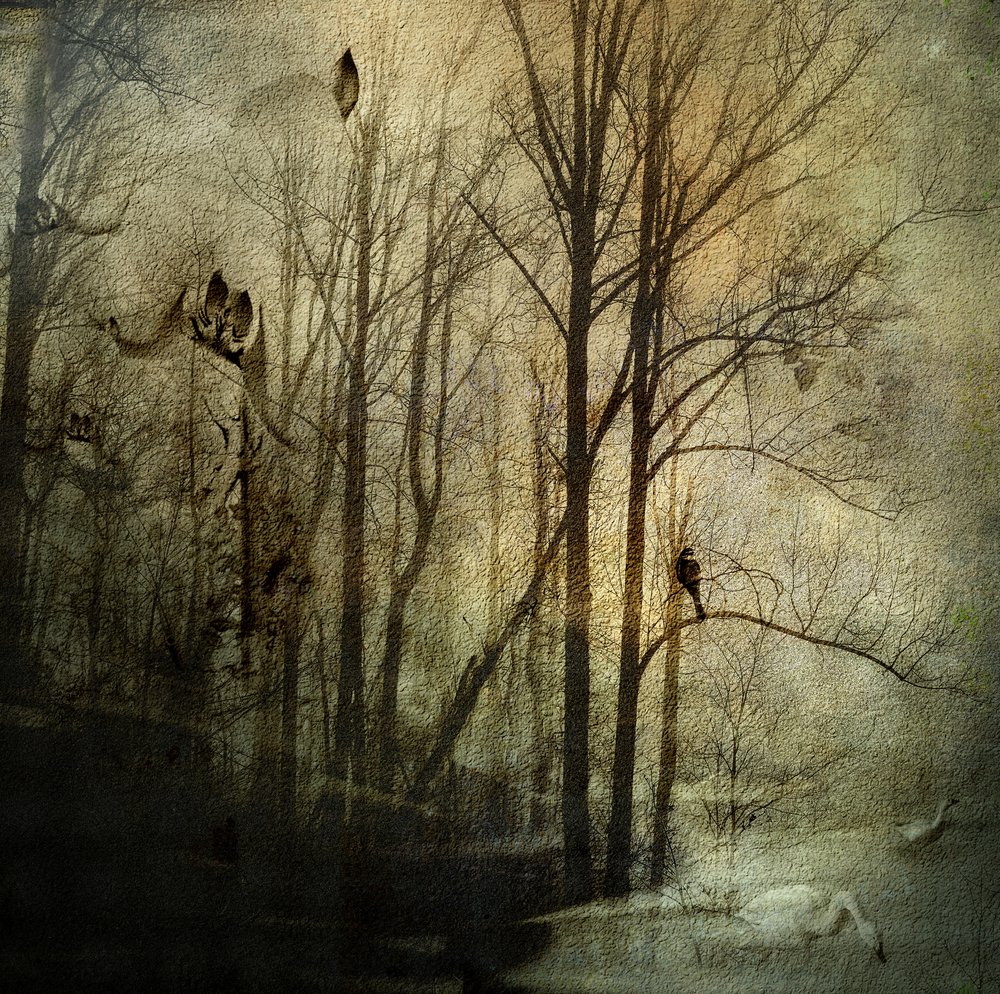 Misteriosos bosques invernales de Rachel Pansky