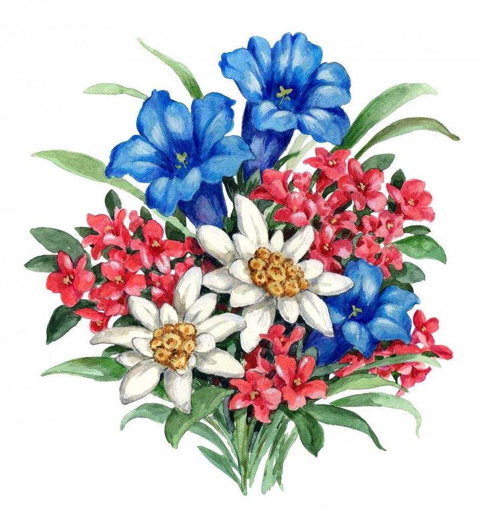 Coloridas flores alpinas de Renate Holzner