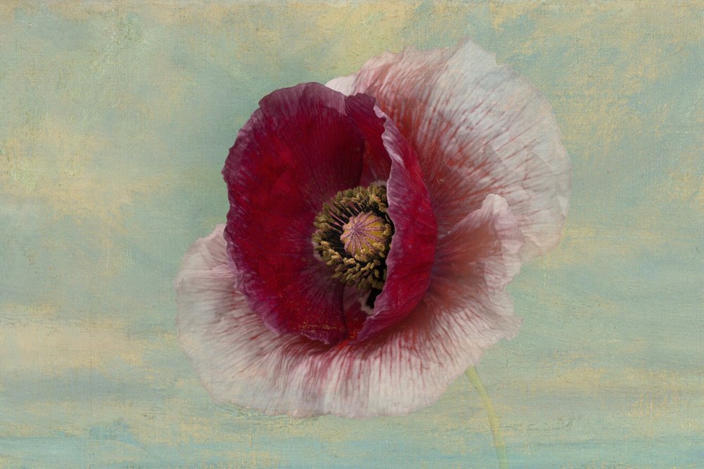 Flor de amapola carmesí de Richard Urbanski