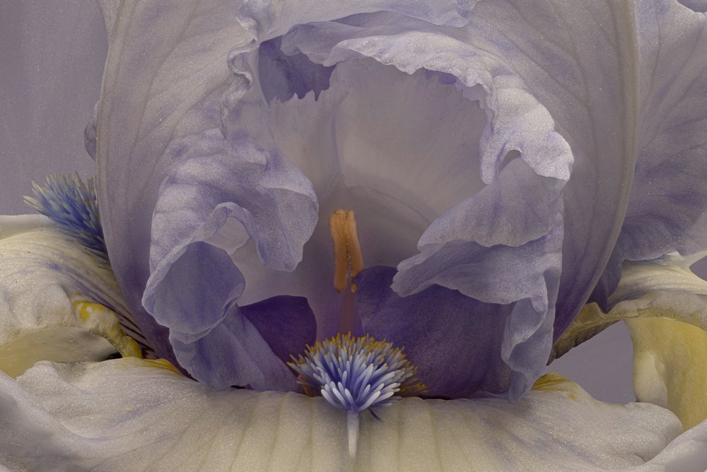 Iris lavanda suave de Richard Urbanski