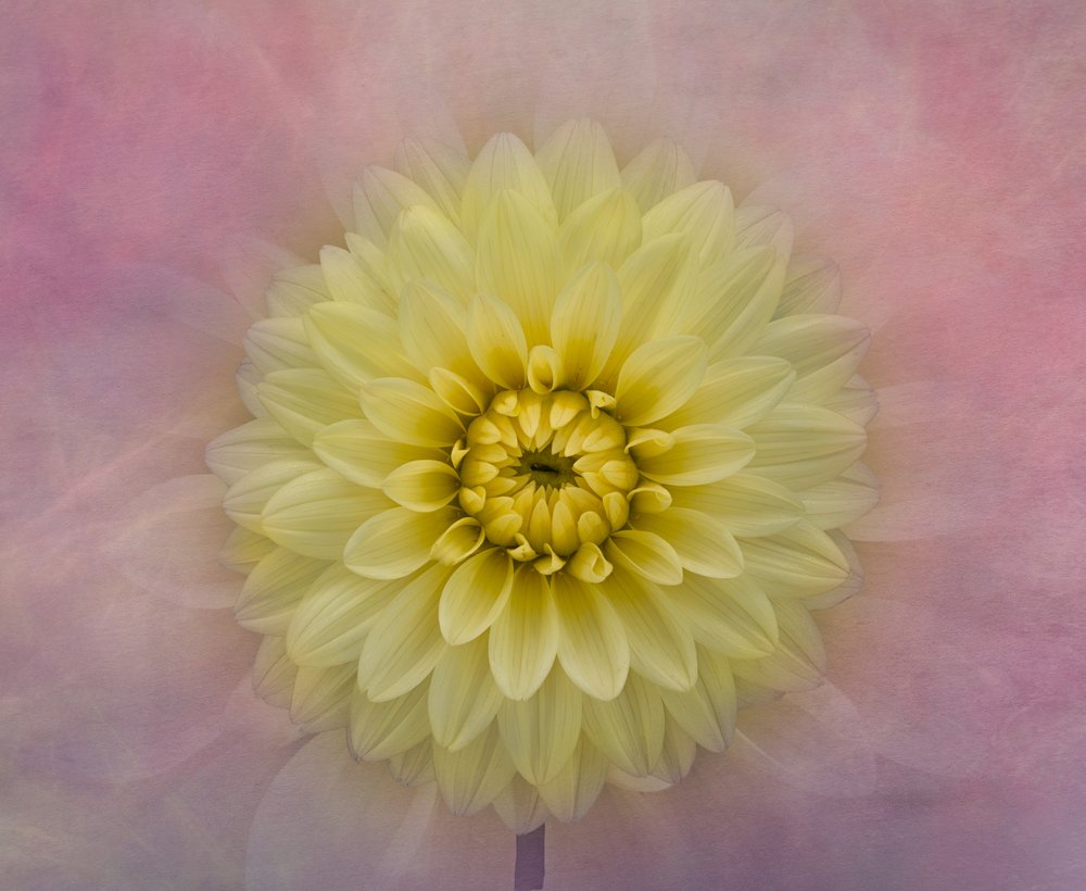 Flor de dalia de color amarillo suave de Richard Urbanski