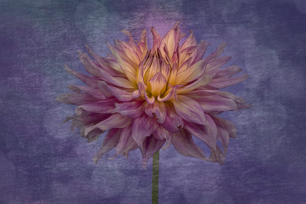 Dalia de color púrpura intenso de Richard Urbanski