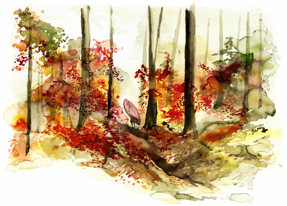 Viaje de surf por el bosque otoñal de RodMacIver