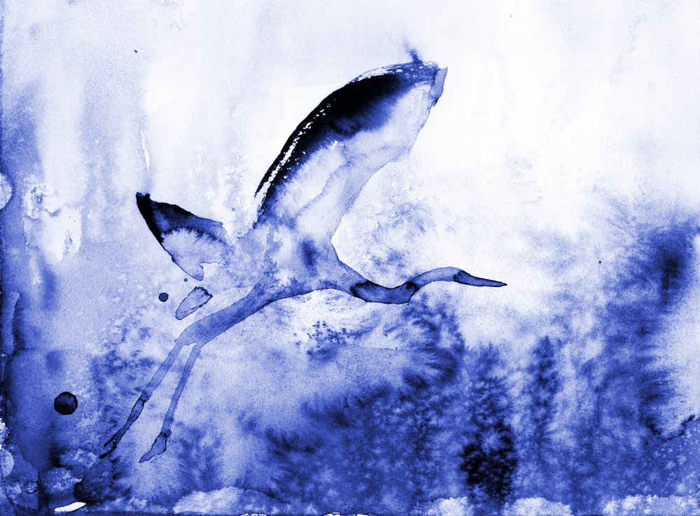 La elegante garza azul de RodMacIver
