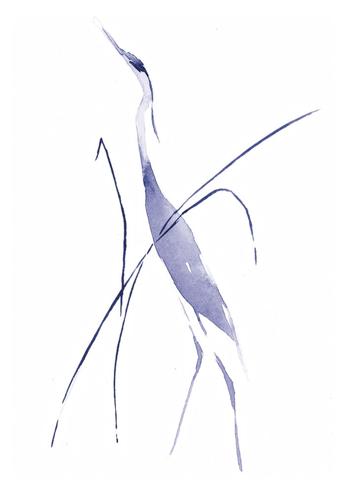 La elegante garza azul de RodMacIver