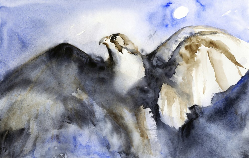 El majestuoso vuelo del halcón de RodMacIver