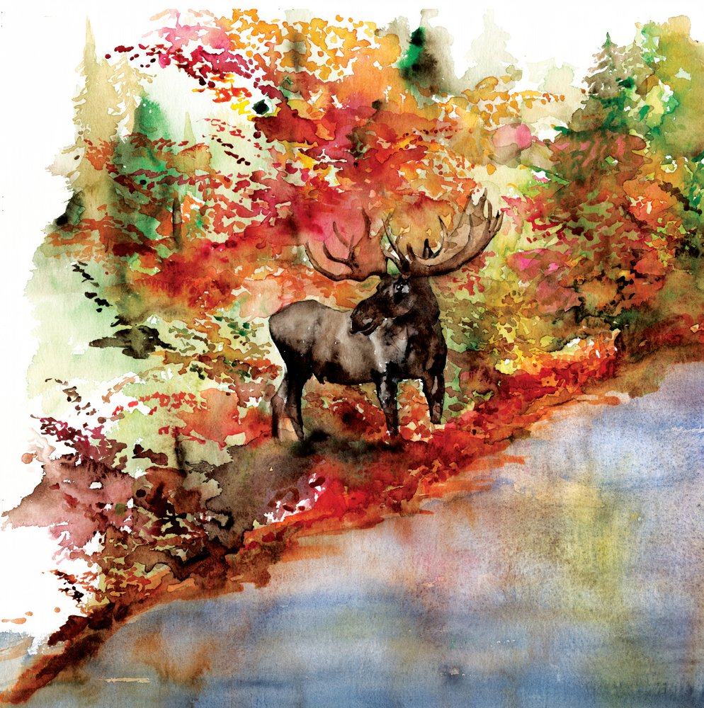 Alces en el colorido otoño de RodMacIver