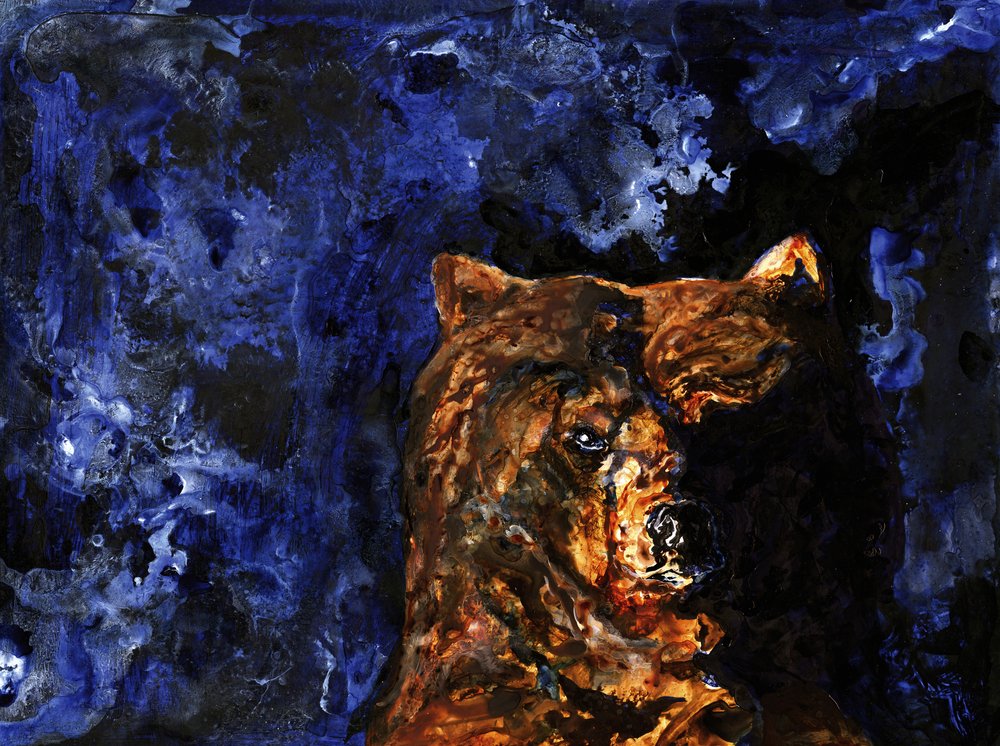 La mirada imponente del oso pardo de RodMacIver